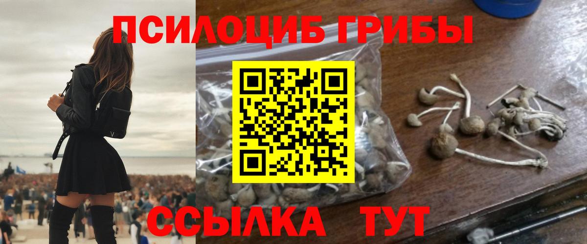 Псилоцибиновые грибы Psilocybe Сарапул